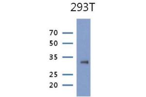 The cell lysate of 293T(30ug) were resolved by SDS-PAGE, transferred to PVDF membrane and probed with anti-human PRPS1 antibody (1:1000). (PRPS1 Antikörper)