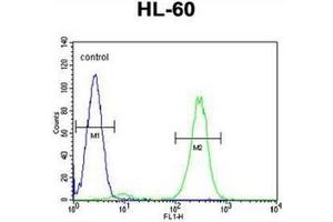 Flow cytometric analysis of HL-60 cells using FBXW11 Antibody (Center) Cat. (FBXW11 Antikörper  (Middle Region))