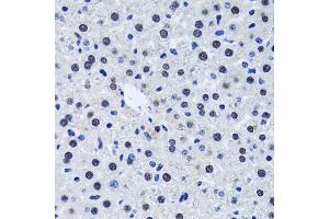 Immunohistochemistry of paraffin-embedded rat liver using BIRC7 antibody. (BIRC7 Antikörper)