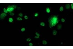 Anti-TP53 mouse monoclonal antibody (ABIN2454484) immunofluorescent staining of COS7 cells transiently transfected by pCMV6-ENTRY TP53 (RC200003). (p53 Antikörper)
