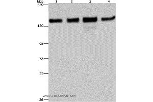 Western blot analysis of 293T, Hela, A172 and A549 cell, using GOLGA2 Polyclonal Antibody at dilution of 1:600