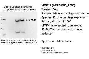 Sample Type: Equine Cartilage Explants  Primary Dilution: 1:1000  Secondary Antibody: Bio-Rad 170-5046 Secondary Dilution: 1:100,000Image Submitted By: Adam WilliamsUniversity of Nottingham (MMP13 Antikörper  (Middle Region))