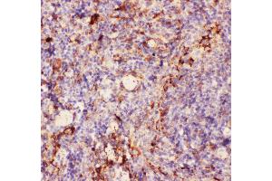 Immunohistochemistry (IHC) image for anti-Integrin alpha M (ITGAM) (AA 17-382) antibody (ABIN3043258)