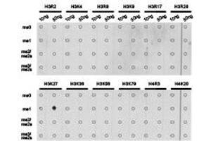 Dot-blot analysis of all sorts of methylation peptides using H3K27me1 antibody. (Histone 3 Antikörper  (H3K27me))