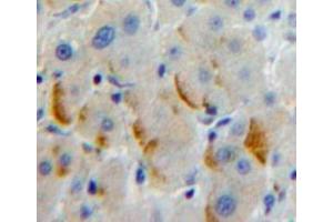 IHC-P analysis of Liver tissue, with DAB staining. (PCDHb2 Antikörper  (AA 54-291))