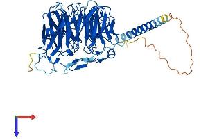 CORO1B Protein (AA 1-484) (His tag)