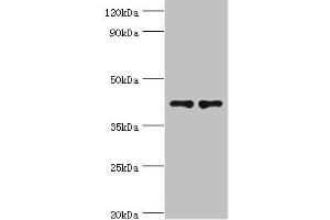 Western blot All lanes: CD33 antibody at 8 μg/mL Lane 1: K562 whole cell lysate Lane 2: HepG2 whole cell lysate Secondary Goat polyclonal to rabbit IgG at 1/10000 dilution Predicted band size: 40, 34, 26 kDa Observed band size: 40 kDa (CD33 Antikörper  (AA 49-259))