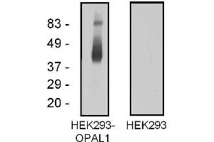 Western blotting analysis of OPAL1 in OPAL1-transfected HEK293 cells using mouse monoclonal antibody OPAL1-01. (OPAL1 Antikörper  (AA 152-342))