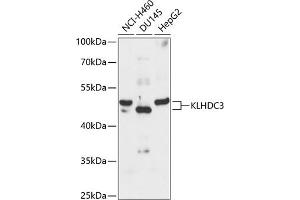 Western blot analysis of extracts of various cell lines, using KLHDC3 antibody  at 1:3000 dilution. (KLHDC3 Antikörper  (AA 1-382))