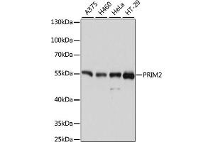 Western blot analysis of extracts of various cell lines, using PRIM2 antibody (ABIN6130291, ABIN6146164, ABIN6146166 and ABIN6215325) at 1:3000 dilution. (PRIM2 Antikörper  (AA 1-170))