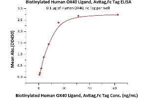 Immobilized Human OX40, Fc Tag (ABIN2181574,ABIN2181573) at 1 μg/mL (100 μL/well) can bind Biotinylated Human OX40 Ligand, Avitag,Fc Tag (ABIN6731293,ABIN6809948) with a linear range of 0. (TNFSF4 Protein (AA 51-183) (AVI tag,Fc Tag,Biotin))