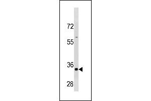 CCNB3 Antibody (C-term /) (ABIN1881172 and ABIN2843325) western blot analysis in HepG2 cell line lysates (35 μg/lane). (Cyclin B3 Antikörper  (C-Term))