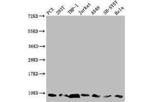 Western Blot Positive WB detected in: PC-3 whole cell lysate, 293T whole cell lysate, THP-1 whole cell lysate, Jurkat whole cell lysate, A549 whole cell lysate, SH-SY5Y whole cell lysate, Hela whole cell lysate All lanes: MP68 antibody at 1:2000 Secondary Goat polyclonal to rabbit IgG at 1/50000 dilution Predicted band size: 7, 9 kDa Observed band size: 7 kDa (C14orf2 Antikörper  (AA 1-58))
