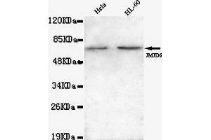 Western blot detection of JMJD6(N-terminus) in Hela and HL-60 lysates using JMJD6(N-terminus) mouse mAb (1:1000 diluted). (JMJD6 Antikörper  (N-Term))