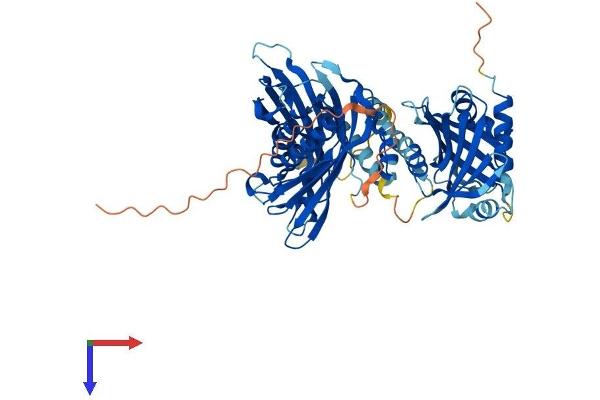 ACOT11 Protein (AA 1-594) (His tag)