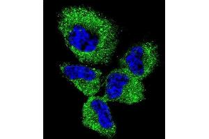 Confocal immunofluorescent analysis of UCHL1 Antibody (C-term) (ABIN1882188 and ABIN2839165) with NCI- cell followed by Alexa Fluor 488-conjugated goat anti-rabbit lgG (green). (UCHL1 Antikörper  (C-Term))