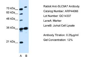 WB Suggested Anti-SLC9A7  Antibody Titration: 0.