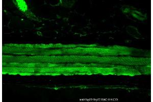 Immunohistochemistry analysis using Mouse Anti-Hsp27 Monoclonal Antibody, Clone 8A7 . (HSP27 Antikörper  (PerCP))