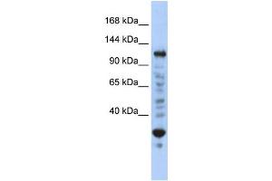 Western Blotting (WB) image for anti-Nuclear Transcription Factor, X-Box Binding 1 (NFX1) antibody (ABIN2458113)