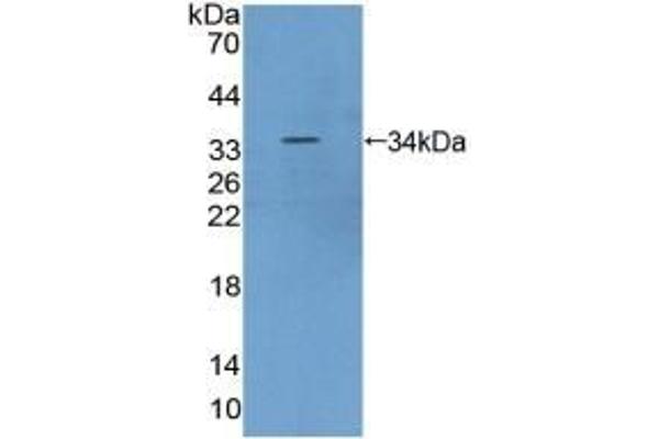 MTOR antibody  (AA 2226-2488)