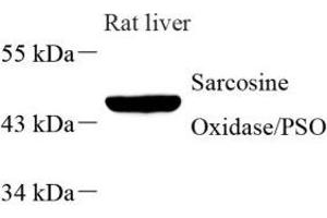 Western blot analysis of PIPOX (ABIN7075084) at dilution of 1: 1000 (PIPOX Antikörper)