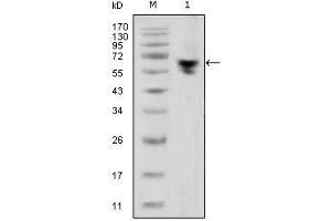 Image no. 1 for Mouse anti-Human IgG (Fc Region) antibody (ABIN1498829) (Maus anti-Human IgG (Fc Region) Antikörper)