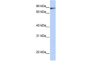 WB Suggested Anti-ILF3 Antibody Titration:  0.