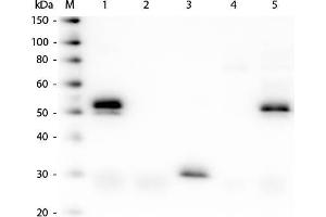 Western Blot of Anti-Rabbit IgG (H&L) (DONKEY) Antibody (Min X Bv Ch Gt GP Ham Hs Hu Ms Rt & Sh Serum Proteins) . (Esel anti-Kaninchen IgG (Heavy & Light Chain) Antikörper (HRP) - Preadsorbed)
