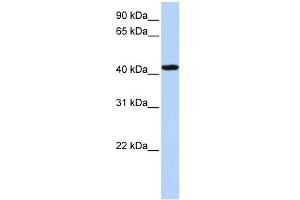 TADA1L antibody used at 1 ug/ml to detect target protein. (TADA1 Antikörper)