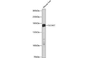 Western blot analysis of extracts of mouse liver, using SLC4 antibody (ABIN6128770, ABIN6148017, ABIN6148018 and ABIN6214460) at 1:1000 dilution.