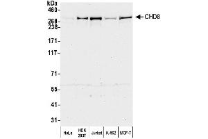 Western Blotting (WB) image for anti-Chromodomain Helicase DNA Binding Protein 8 (CHD8) (AA 325-350) antibody (ABIN7453579)