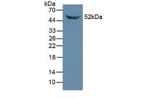 Figure. (FKBP5 Antikörper  (AA 2-456))