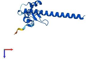 Survivin Protein (AA 1-140) (His tag)