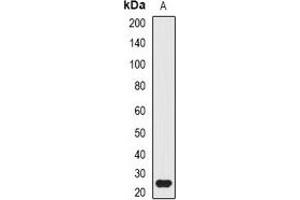 Western blot analysis of ATG10 expression in mouse small intestine (A) whole cell lysates.