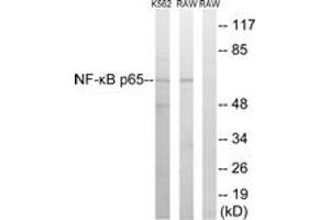 Western blot analysis of extracts from K562/RAW264. (NF-kB p65 Antikörper  (AA 249-298))