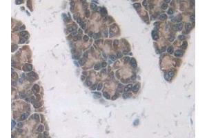 DAB staining on IHC-P; Samples: Rat Pancreas Tissue (MOK Antikörper  (AA 1-237))