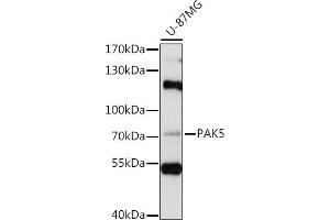 Western blot analysis of extracts of U-87MG cells, using P antibody (ABIN7269143) at 1:1000 dilution. (PAK7 Antikörper  (AA 600-700))