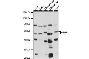 Western blot analysis of extracts of various cell lines, using SHB antibody (ABIN7270563) at 1:1000 dilution. (SHB Antikörper  (AA 300-400))