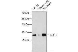 Western blot analysis of extracts of various cell lines using AQP3 Polyclonal Antibody at dilution of 1:1000. (AQP3 Antikörper)