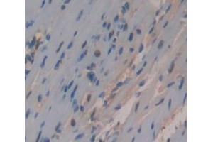IHC-P analysis of Kidney tissue, with DAB staining. (HNRNPA1 Antikörper  (AA 2-320))
