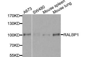 Western blot analysis of extracts of various cells, using RALBP1 antibody. (RALBP1 Antikörper)