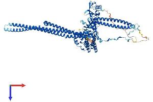 FES Protein (AA 1-822) (His tag)