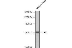 Western blot analysis of extracts of Mouse lung, using J antibody (ABIN7268038) at 1:1000 dilution. (JAK1 Antikörper  (AA 120-380))