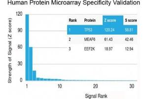 Analysis of HuProt(TM) microarray containing more than 19,000 full-length human proteins using recombinant TP53 antibody (clone rBP53-12). (p53 Antikörper  (N-Term))