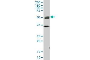 SH2D4A MaxPab polyclonal antibody. (SH2D4A Antikörper  (AA 1-454))