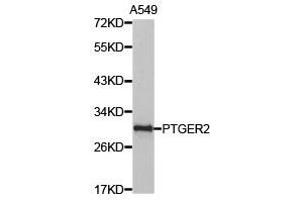 Western Blotting (WB) image for anti-Prostaglandin E Receptor 2 (Subtype EP2), 53kDa (PTGER2) antibody (ABIN1874408) (PTGER2 Antikörper)