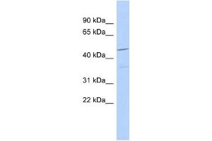 FAM81A antibody used at 1 ug/ml to detect target protein. (FAM81A Antikörper  (N-Term))