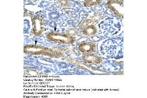 Human kidney (CHRND Antikörper  (N-Term))