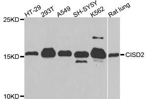 Western blot analysis of extracts of various cell lines, using CISD2 antibody. (CISD2 Antikörper)
