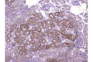 anti-Chemokine (C-C Motif) Ligand 8 (CCL8) (AA 24-97) antibody
